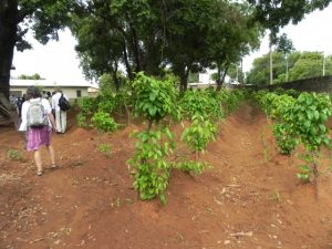 yams growing in a garden