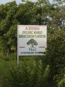 mango plantation sign