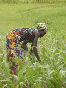 Woman working in maize field